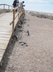 Pinguine neben der Brücke