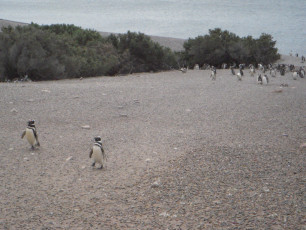 Pinguine auf dem Rückweg