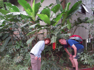 Touristen vor wilder Bananenstaude