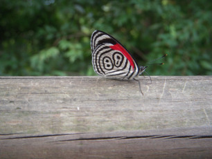 88-Schmetterling