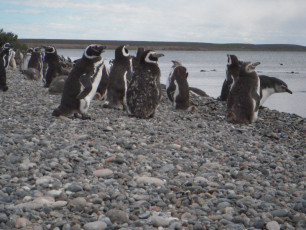 Magellan-Pinguine