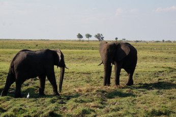 Elefanten am Flussufer des Chobe River