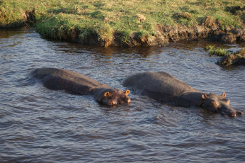 Hippos bei abkühlendem Bad
