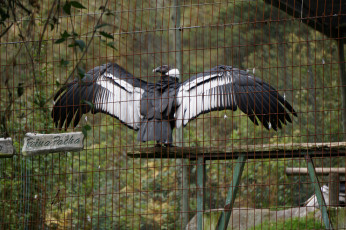 Condor-Männchen Reina Pacha