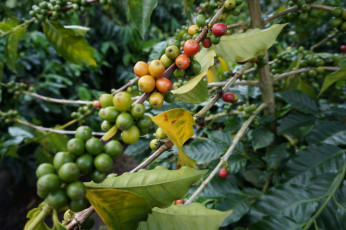 Unterschiedliche reife Kaffeefrüchte auf demselben Zweig