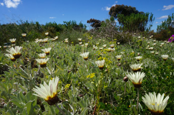 Nördliches Kap: letzte Blumenpracht vor der Wüste