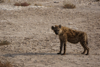 Schauen immer etwas belämmert: Hyänen. Aber: man macht lieber einen Bogen drum