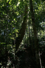 Bäume, Parasiten-Pflanzen, Luftwurzeln. Vertikale Linien dominieren im Dschungel. Wer findet Sylvia im Bild?