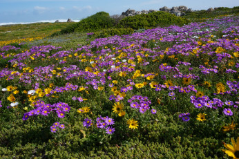Wilde Blumenpracht am Kap