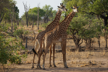 Friedlich wirkende Tuchfühlung: diese Giraffen kloppen sich jedoch gleich
