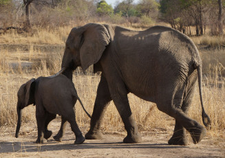 Elefanten-Mutter beschützt ihr Jungtier